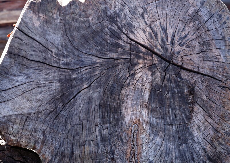 cross-section of a tree stump