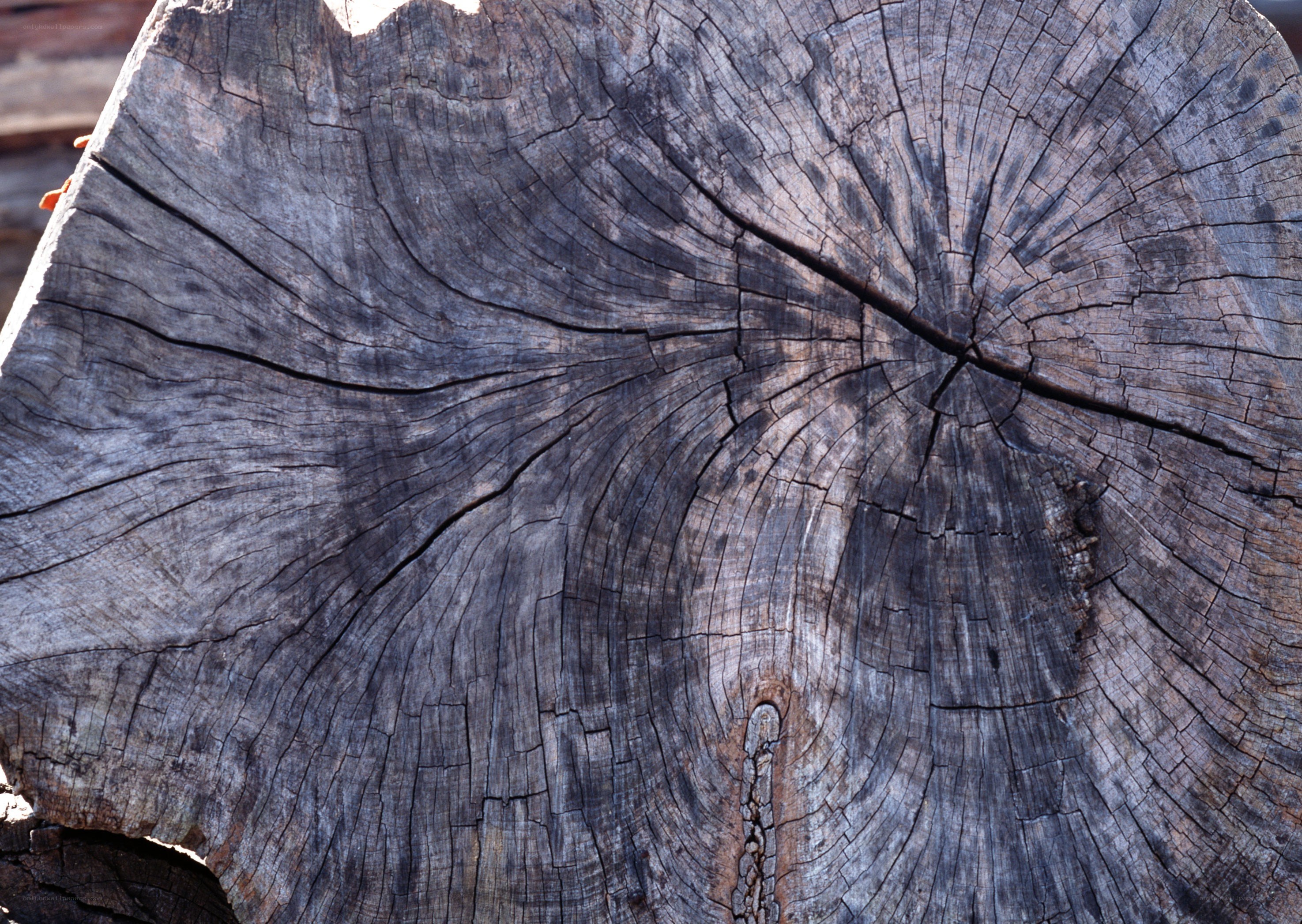 cross-section of a tree stump