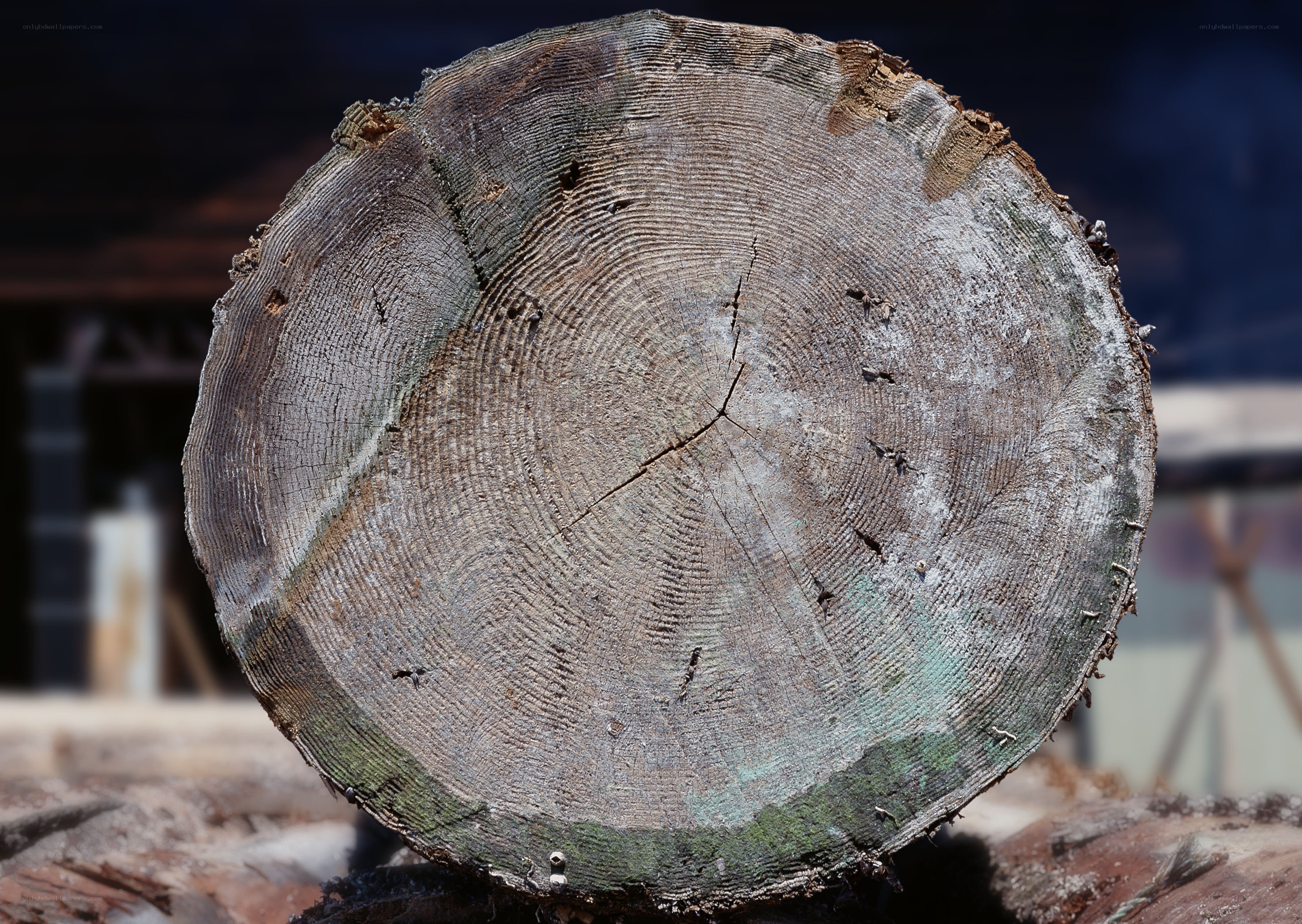 cross-section of a tree trunk