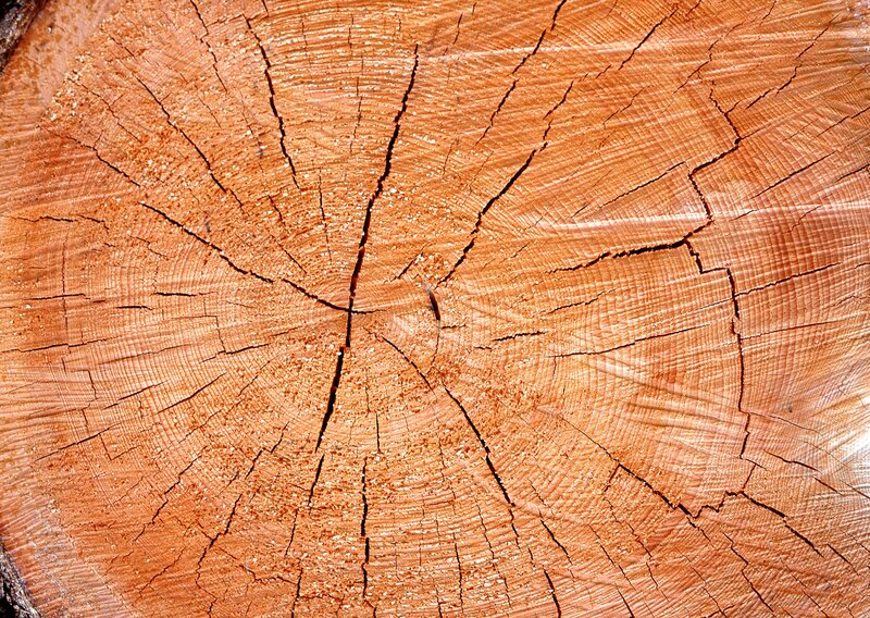 cross-section of a tree trunk
