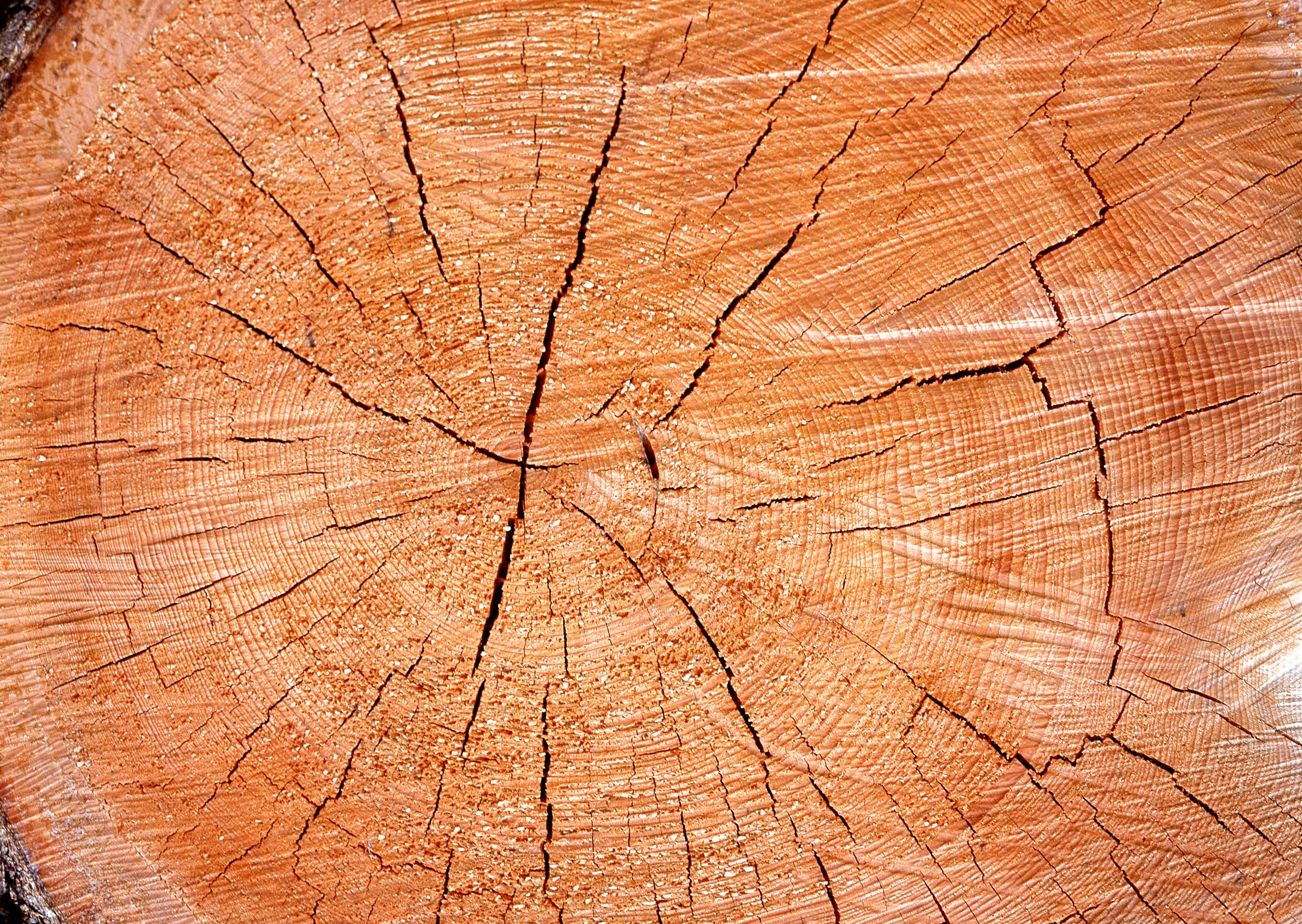cross-section of a tree trunk