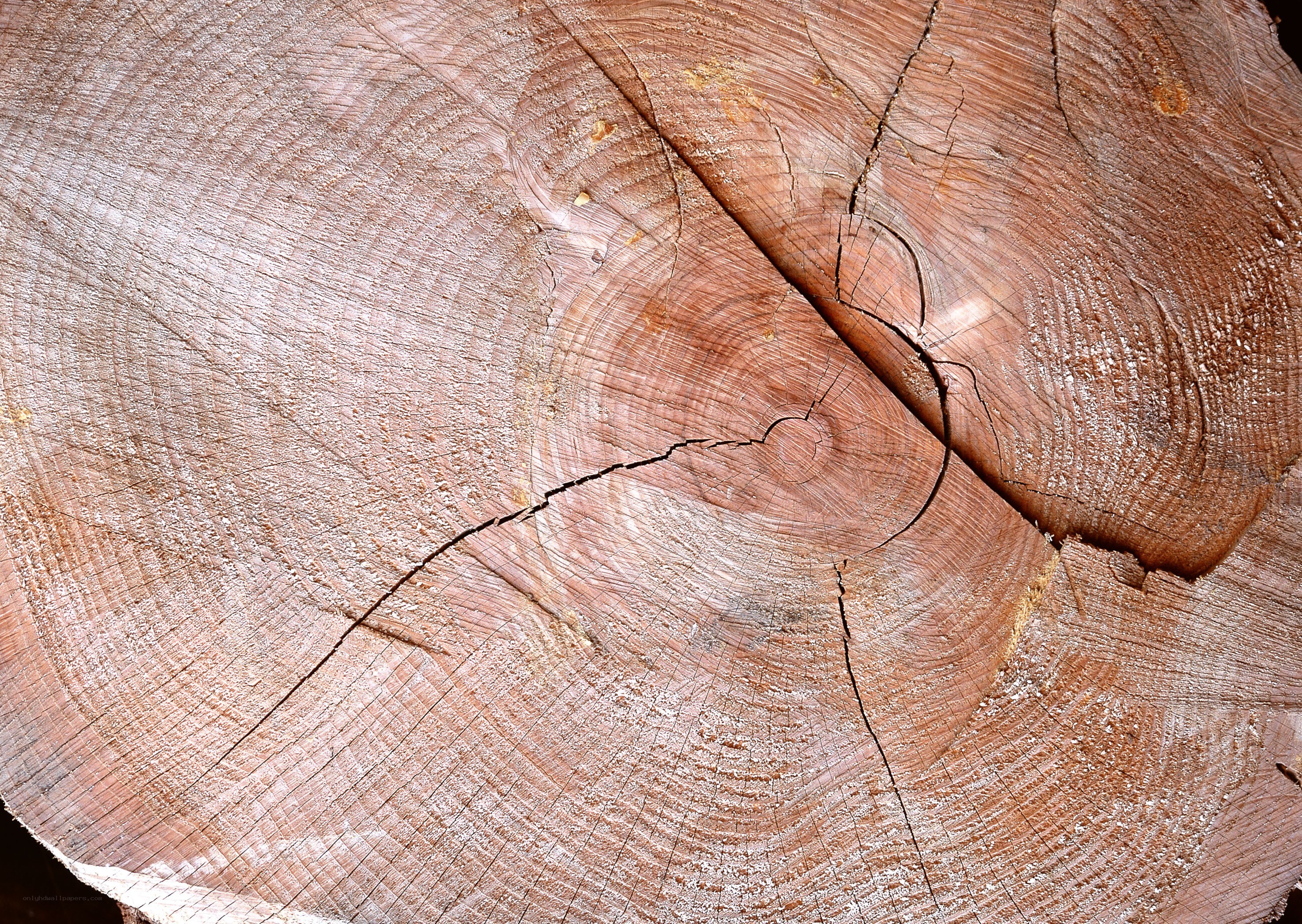 cross-section of a tree trunk