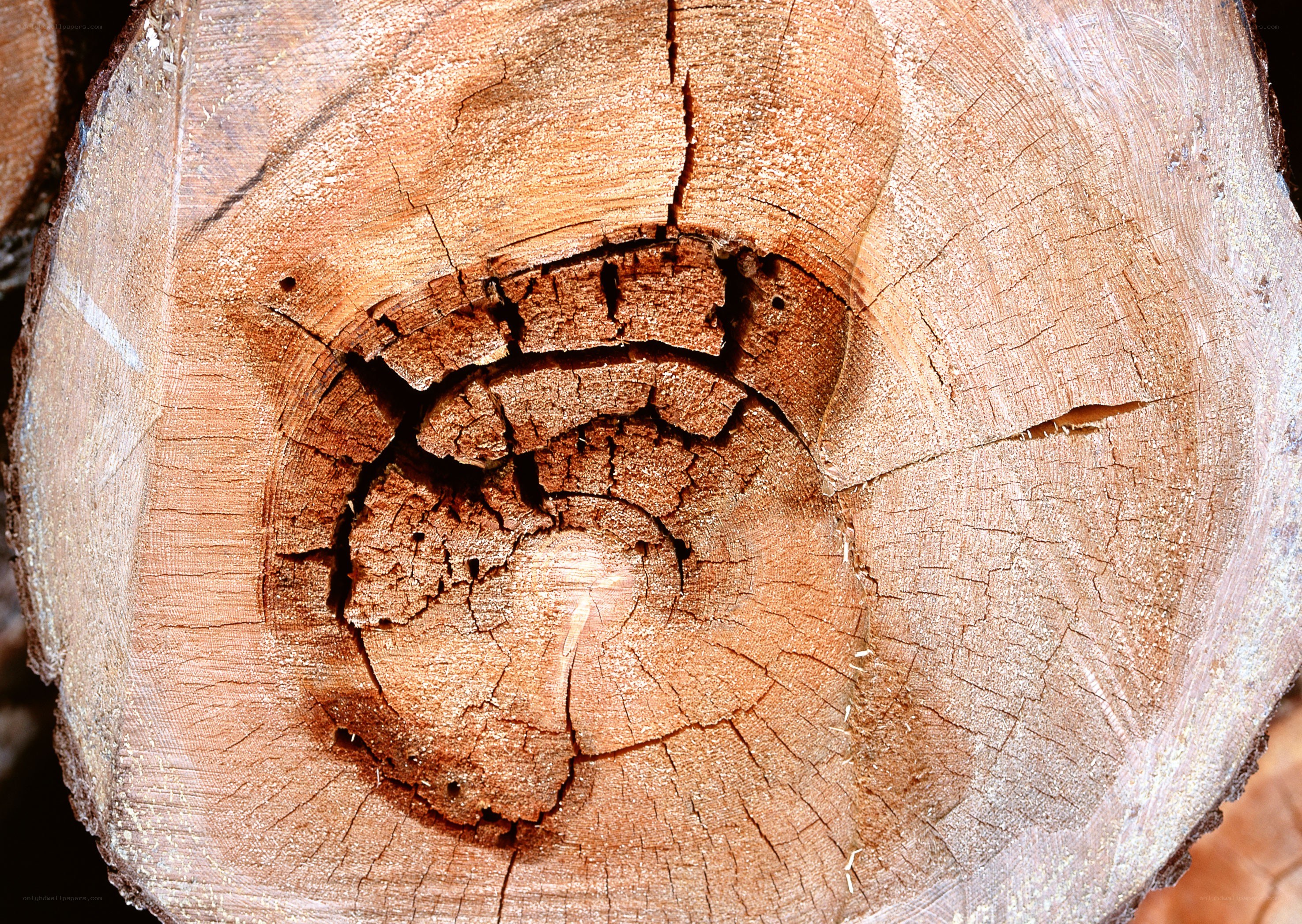cross-section of a tree trunk