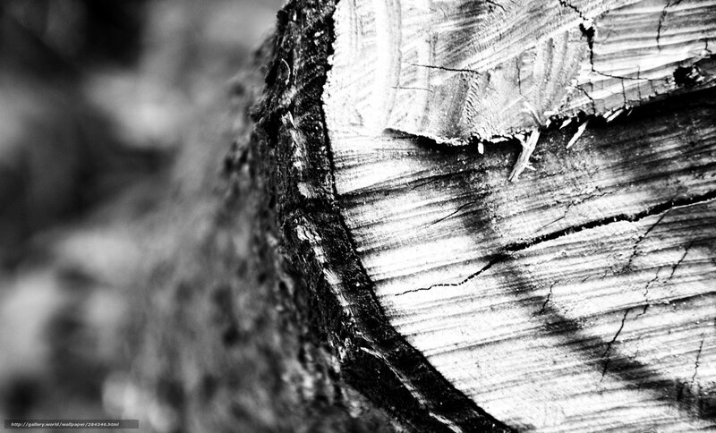 Cross-section of a Tree Trunk — Black