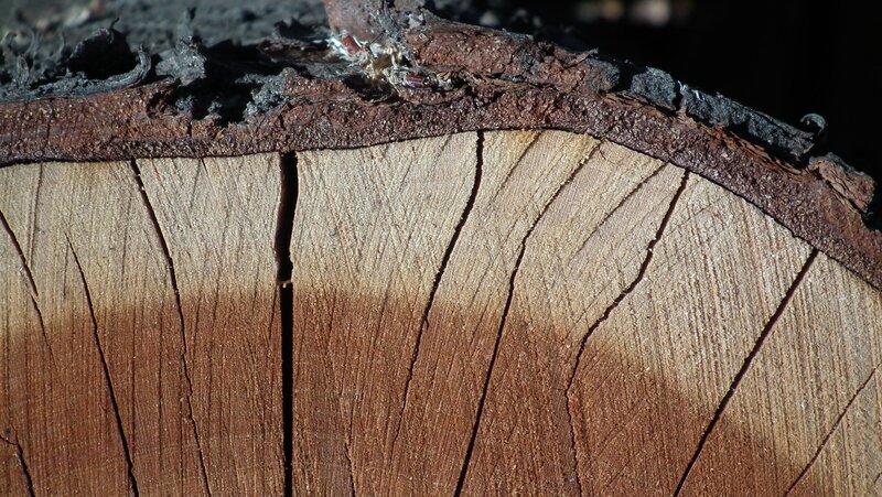 Cross-section of a Tree Trunk — Brown