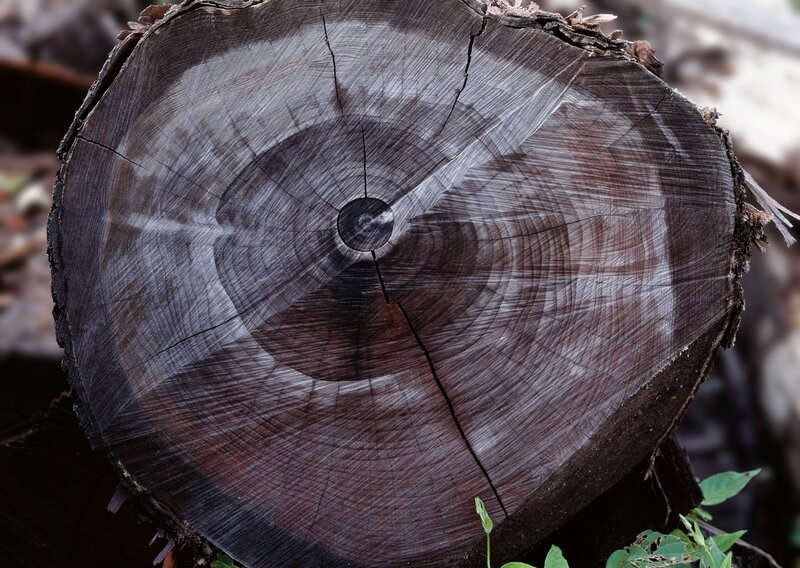 Cross-section of Tree Trunk — Brown, Natural, Photograph