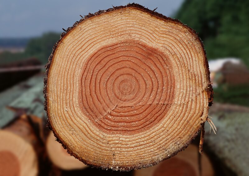 Cross-section of Tree Trunk — Brown, Natural, Photograph, Tree Rings, Wood