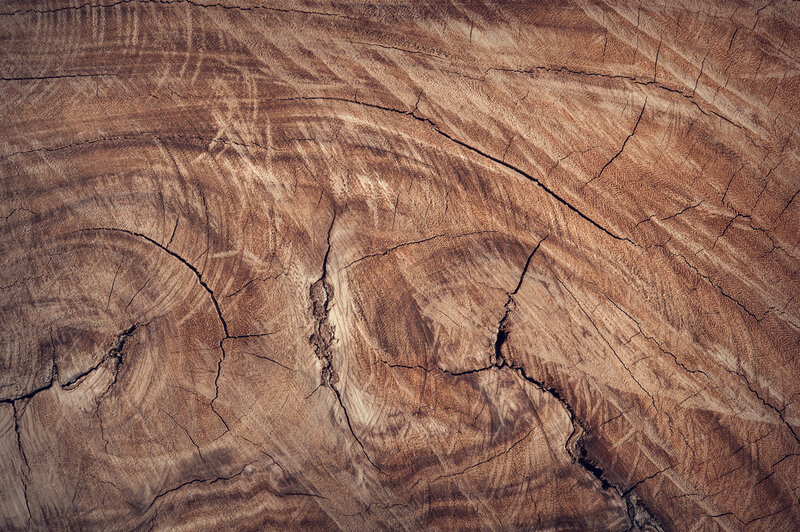 Cross-section of Tree Trunk — Brown, Natural