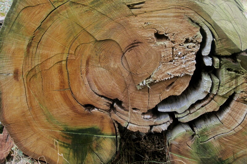 Cross-section of Tree Trunk — Brown