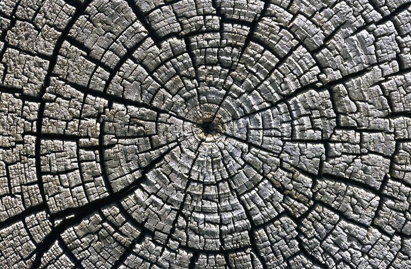 Cross-section of Tree Trunk — Gray, Textured