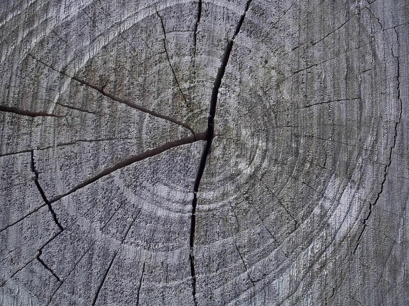 Cross-section of Tree Trunk — Gray