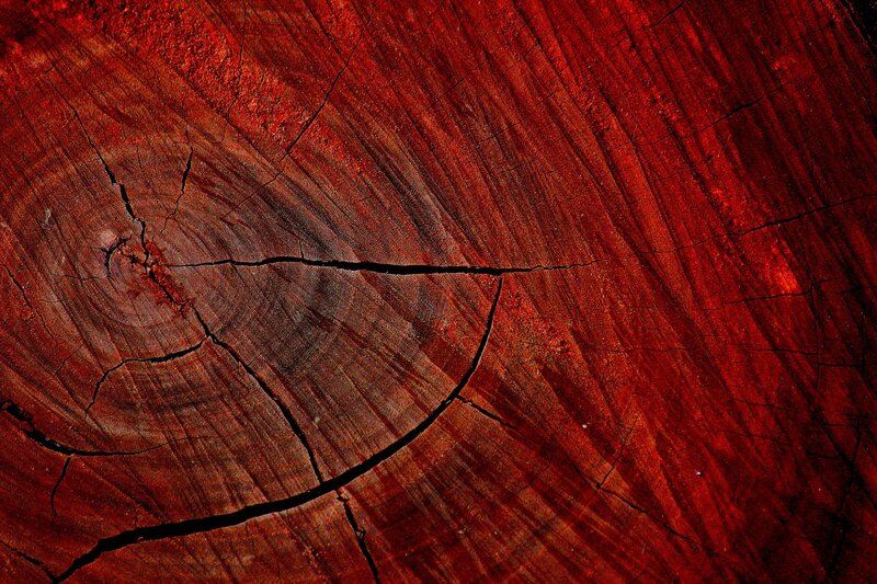 Cross-section of Tree Trunk — Red