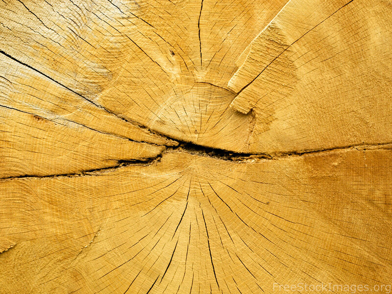 Cross-section of Tree Trunk
