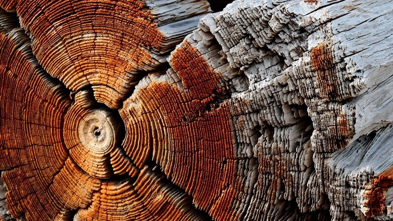 Cross-section of Weathered Wood