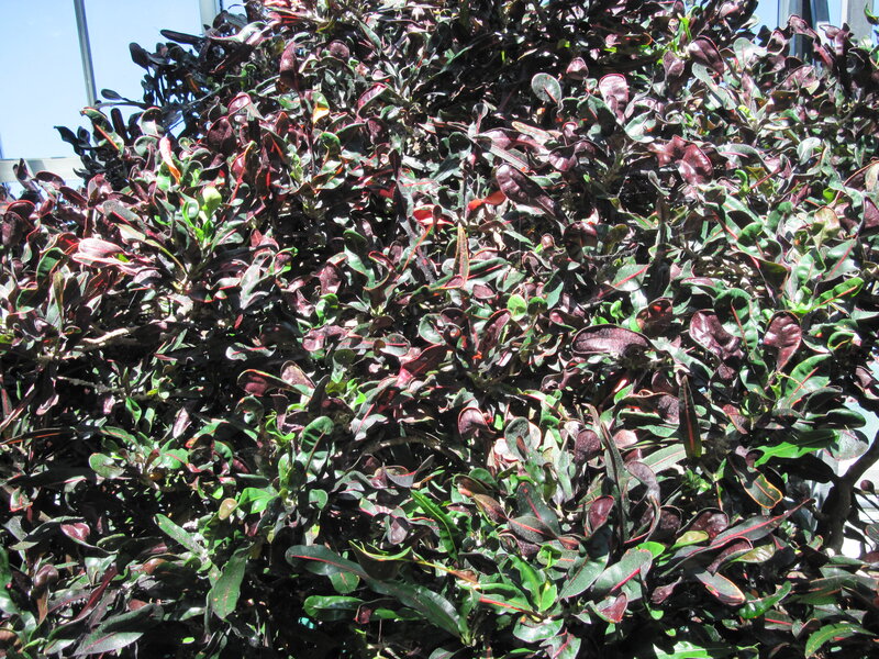 Croton Plant Foliage — Green
