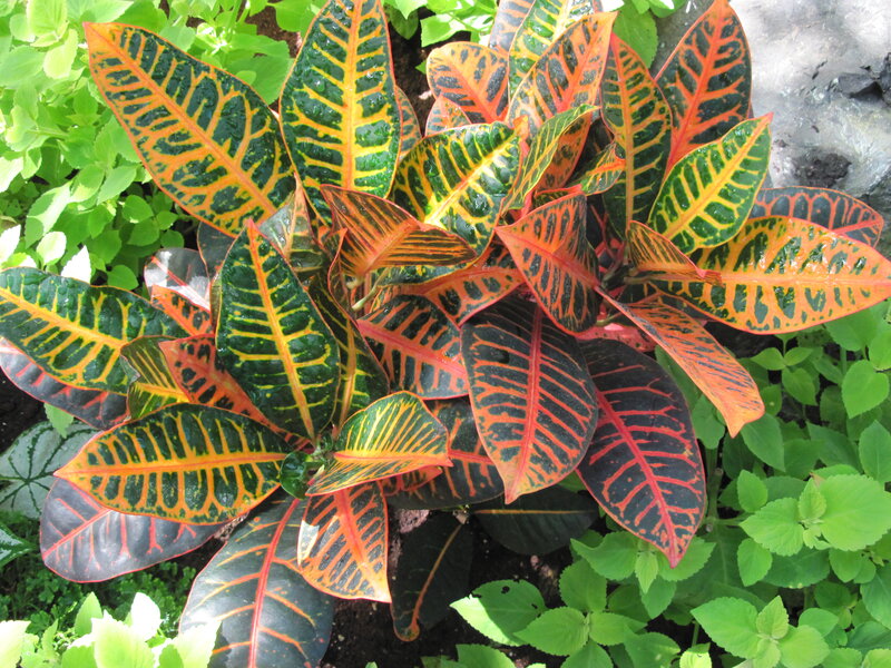 Croton Plant Foliage