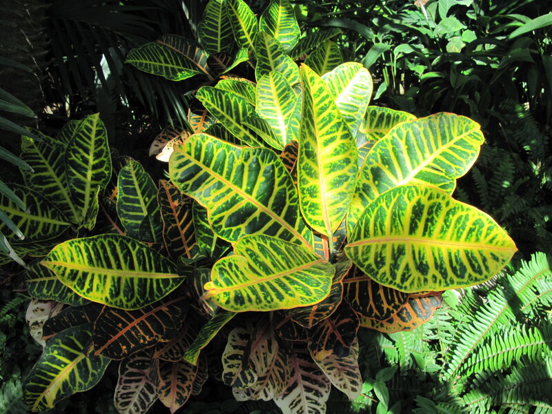 Croton Plant Leaves — Green, Lush