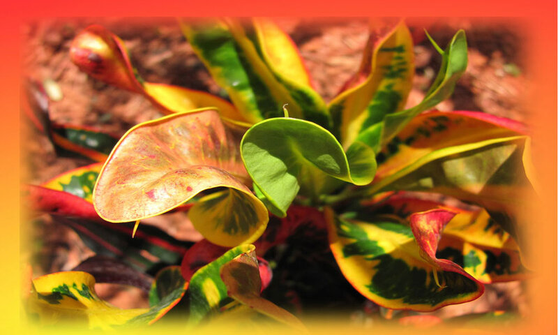 Croton Plant Leaves — Green