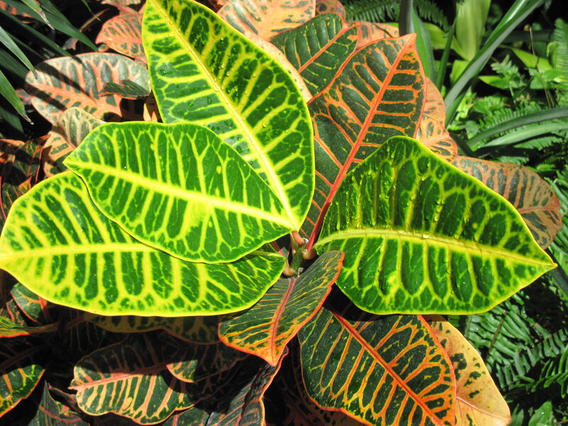 Croton Plant Leaves — Green, Vibrant