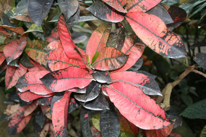 Croton Plant Leaves — Red