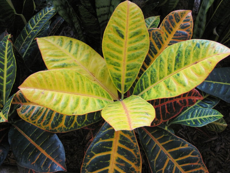 Croton Plant Leaves