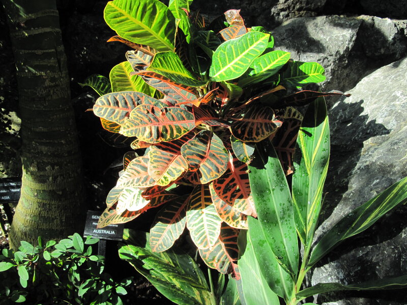 Croton Plant with Colorful Leaves — Green