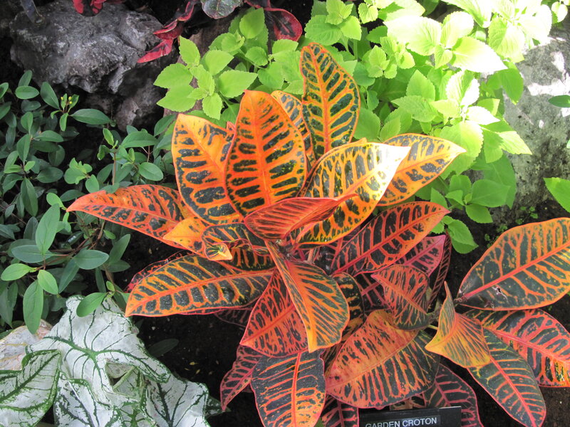 Croton Plant with Colorful Leaves