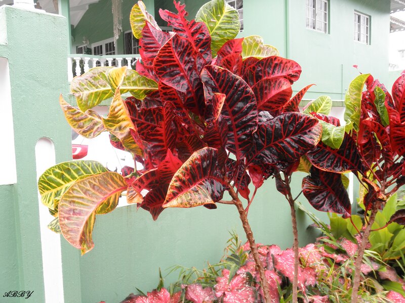 Croton Plant with Red Leaves