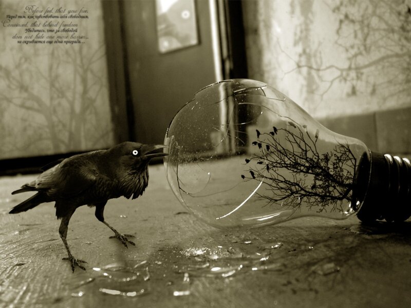 Crow and Broken Light Bulb — Black