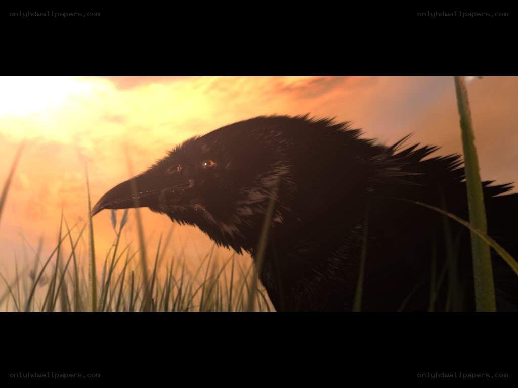 Crow at sunset in grass