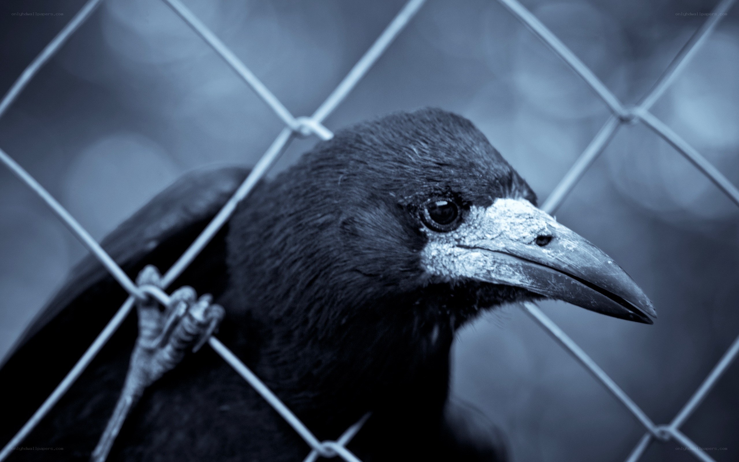 crow behind a fence