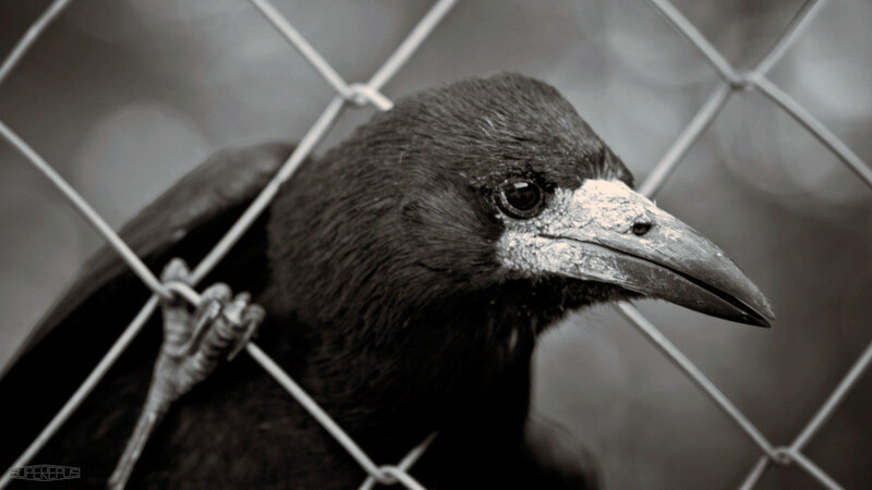 Crow Behind Fence