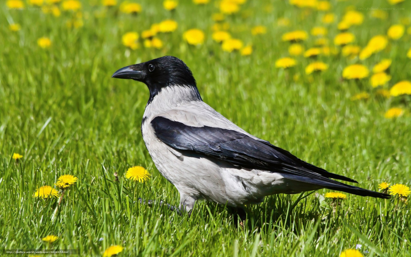 Crow in a dandelion field