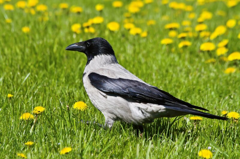 crow in a dandelion field