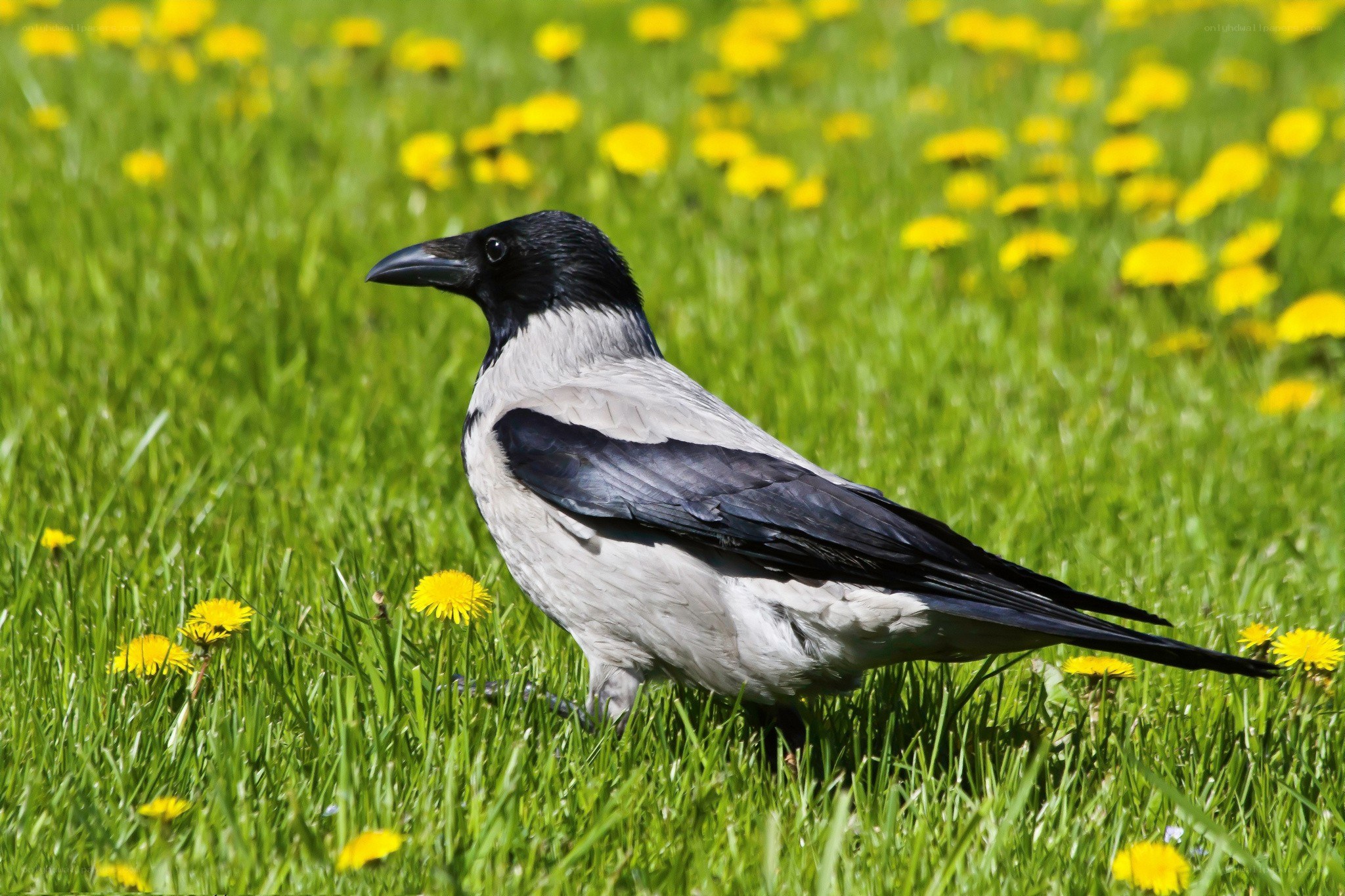 crow in a dandelion field