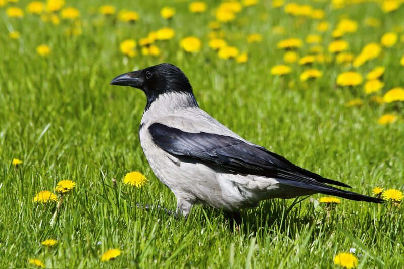 crow in a dandelion field