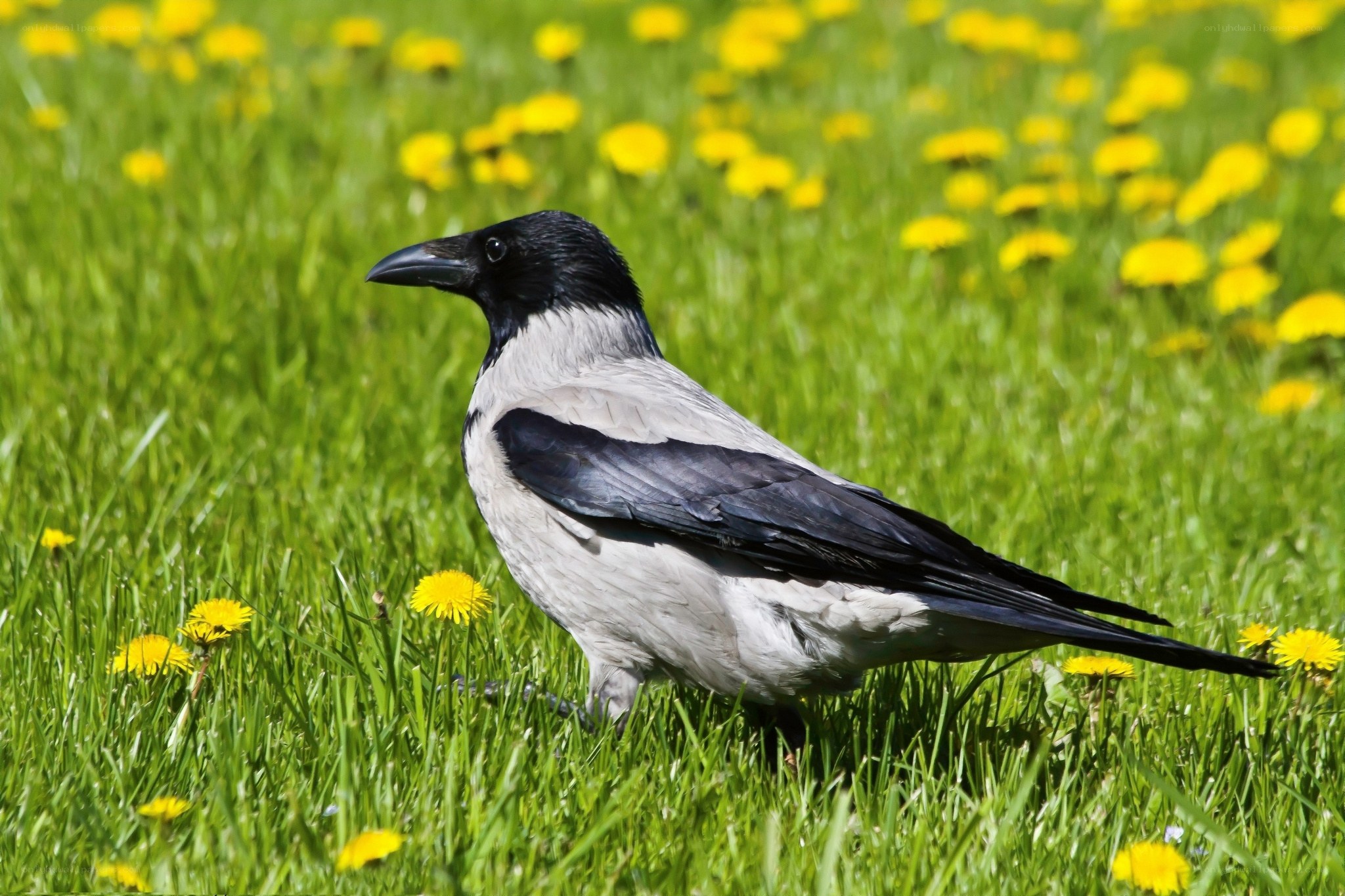 crow in a dandelion field