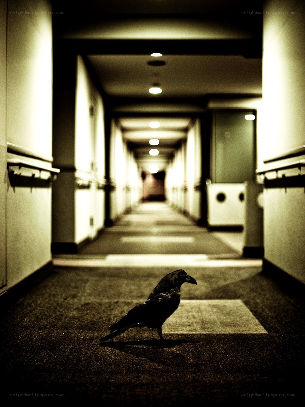 Crow in a dim hallway