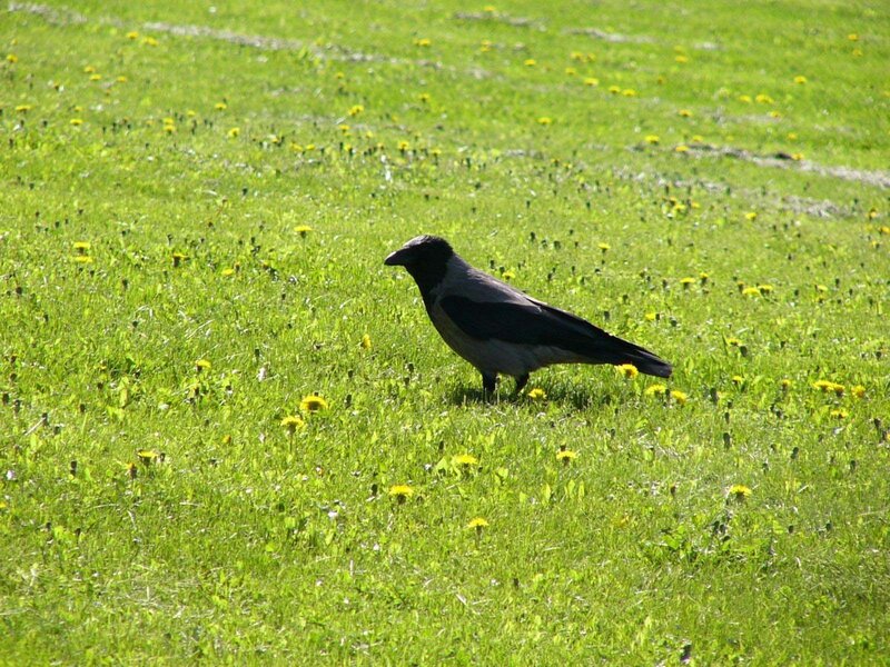 Crow in a grassy field