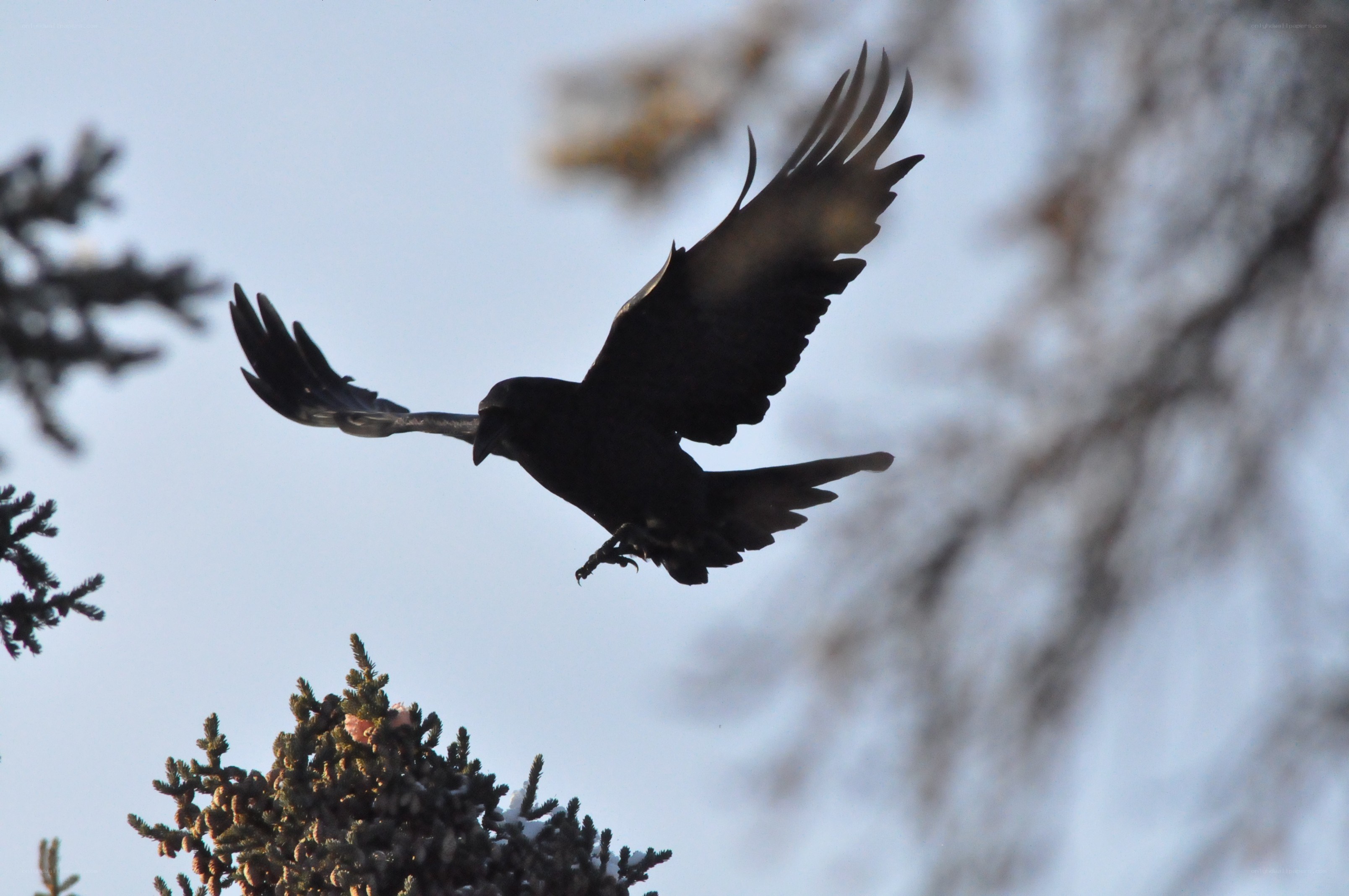 crow in flight silhouette