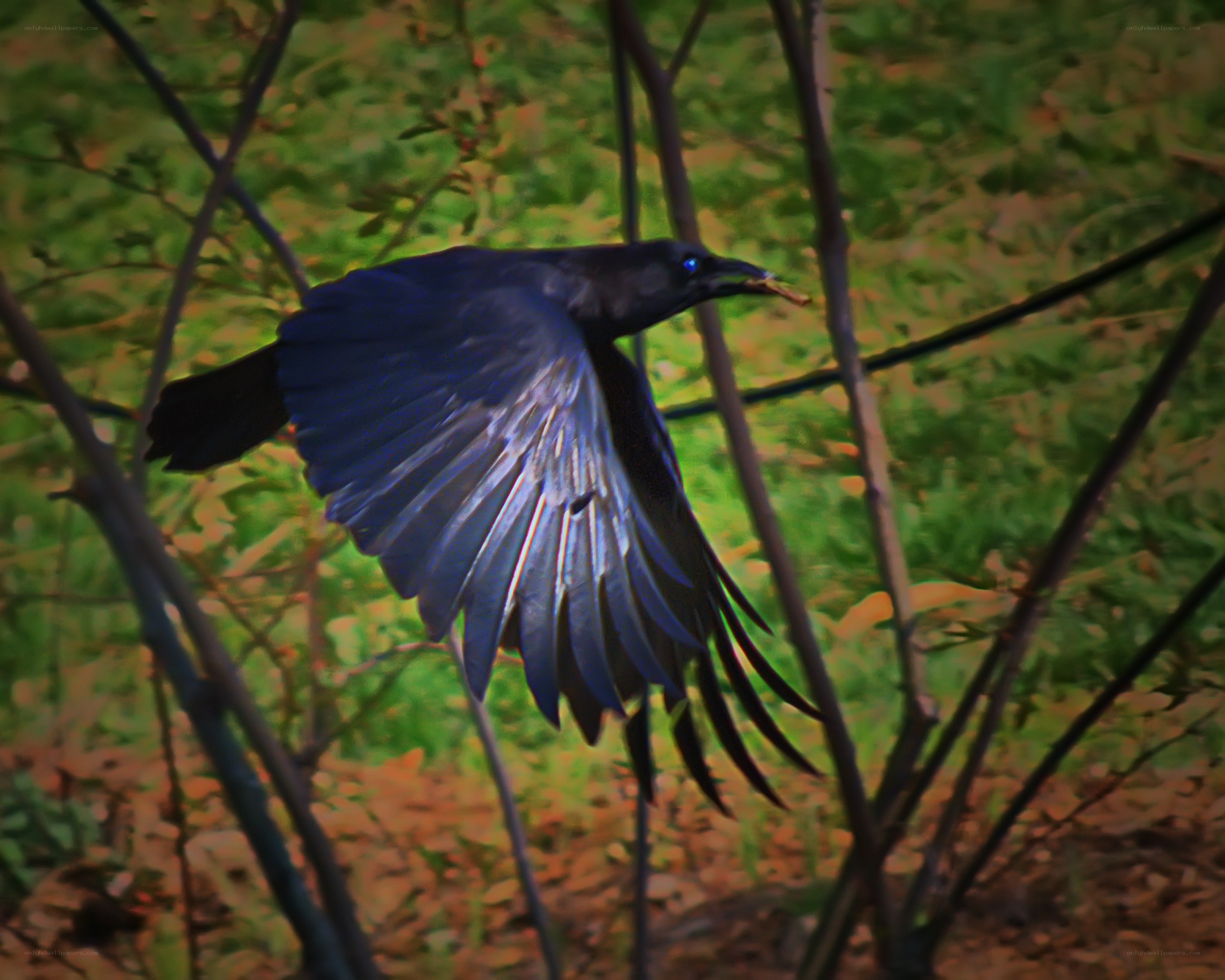 crow in flight with food