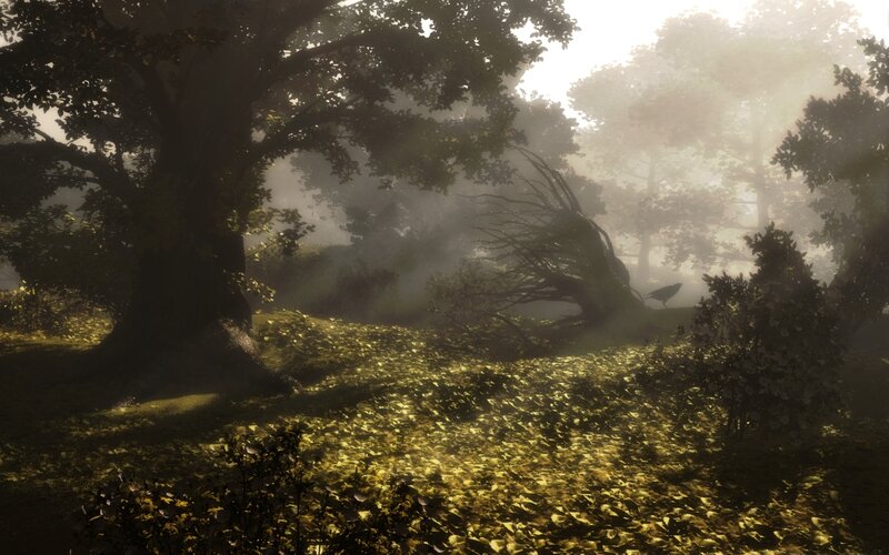 Crow in Forest
