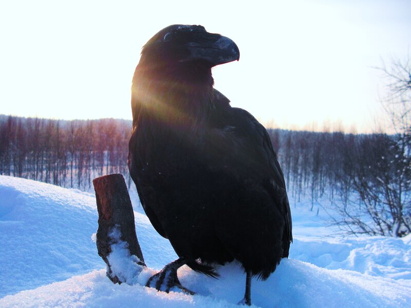 Crow in snowy landscape