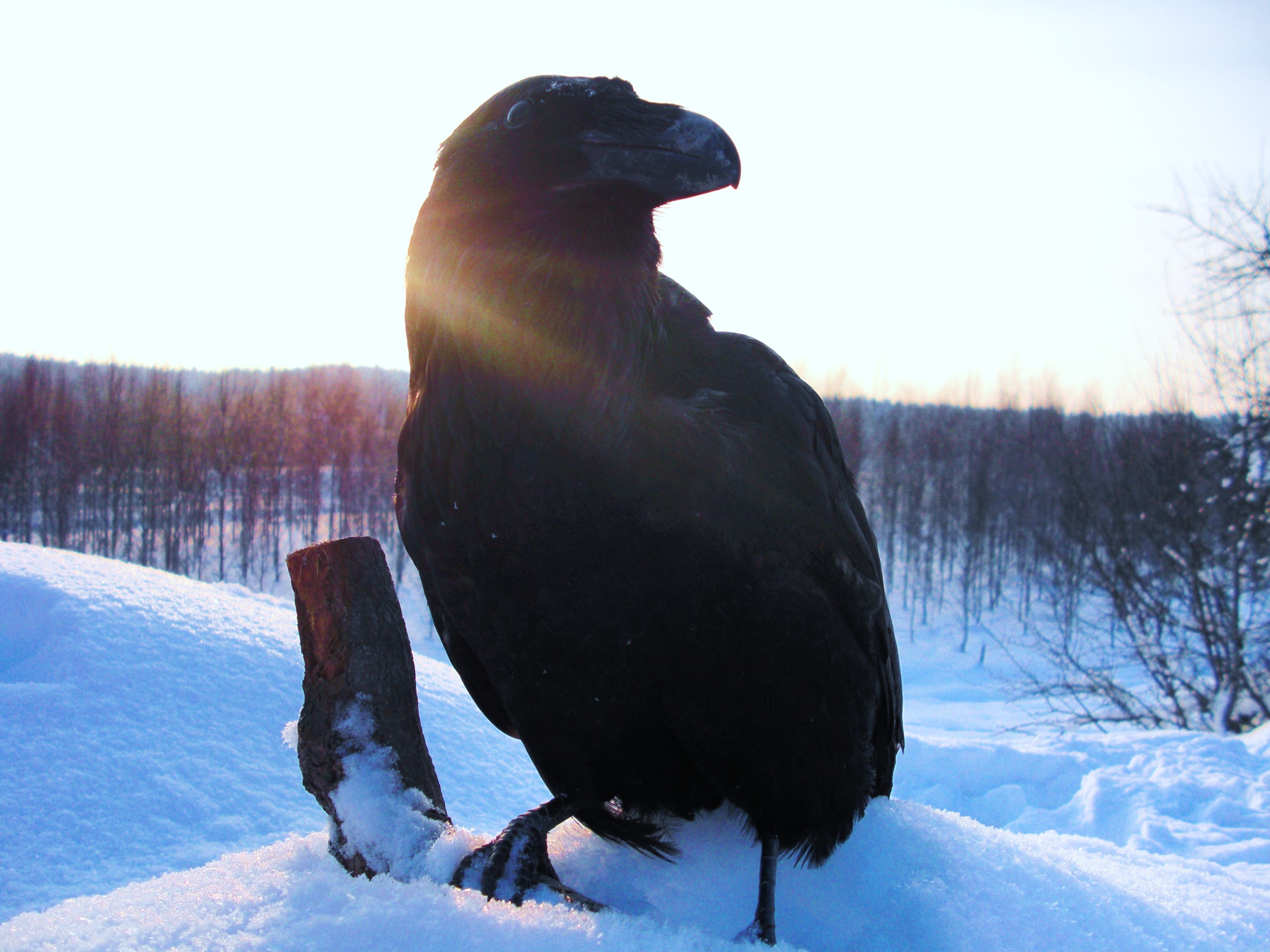 Crow in snowy landscape