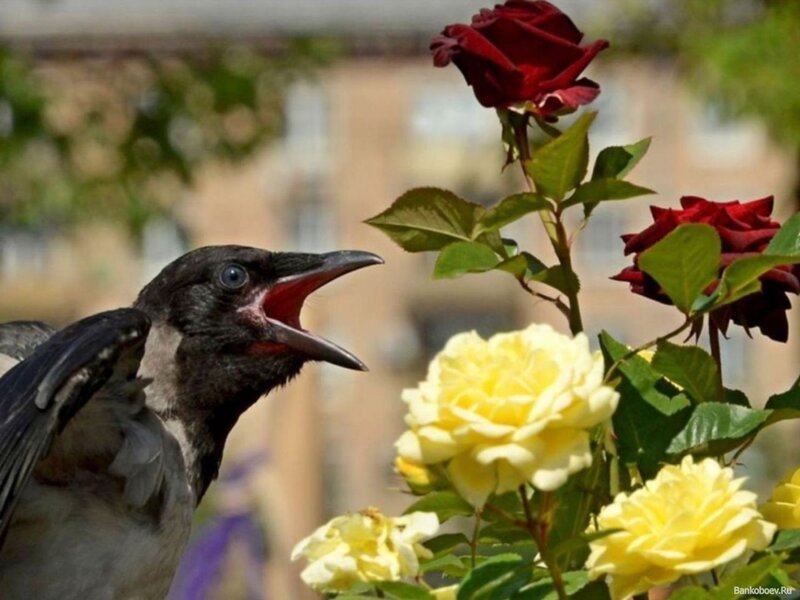 Crow Near Roses — Red