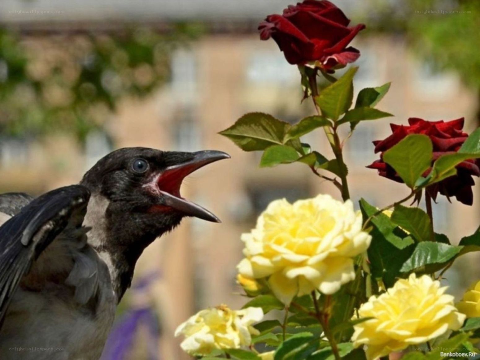 crow near roses