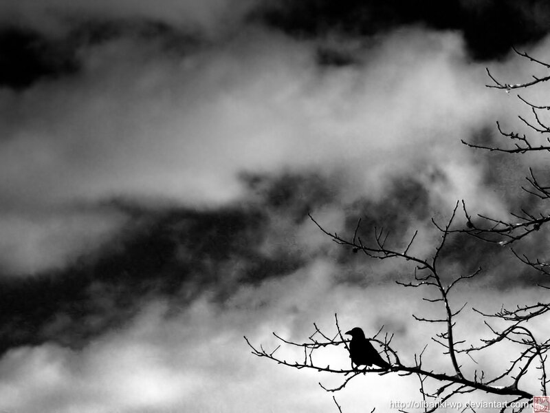 Crow on a bare branch
