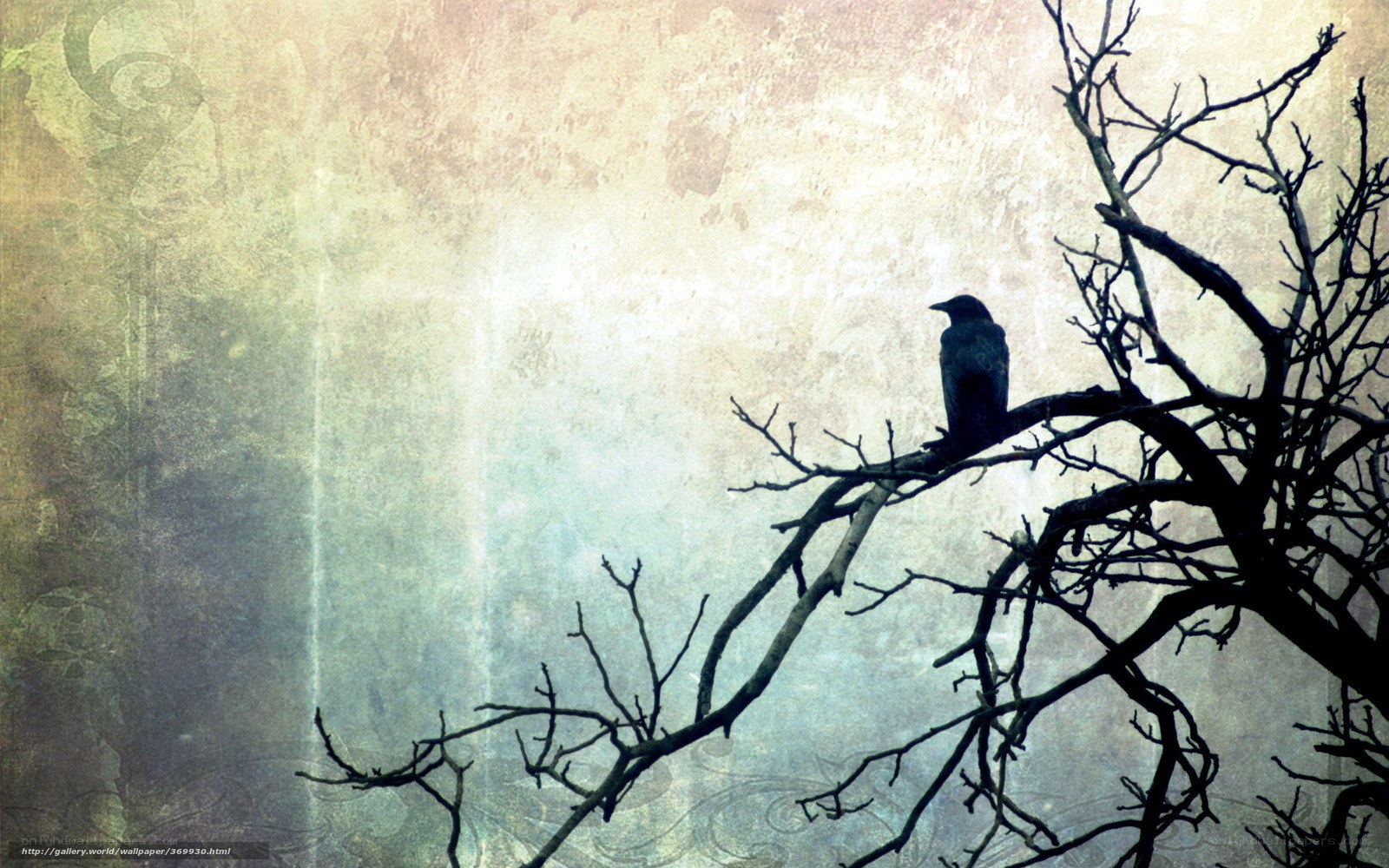 Crow on a bare branch