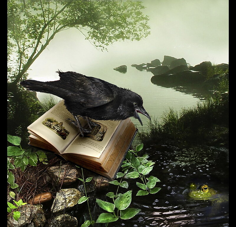 Crow on a book by the pond