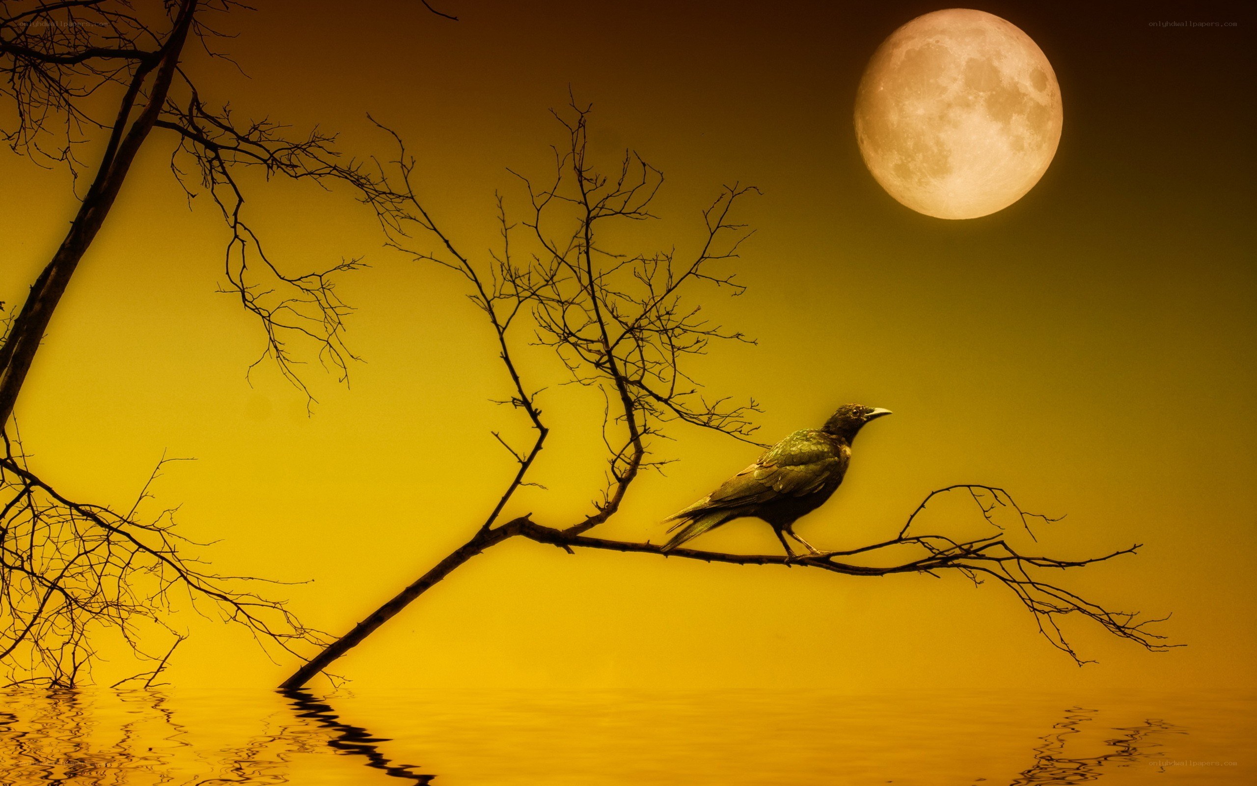 Crow on a branch at night